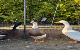 Ducks poultry for sale: 3 Male Ducks  in Ormskirk - Image 3