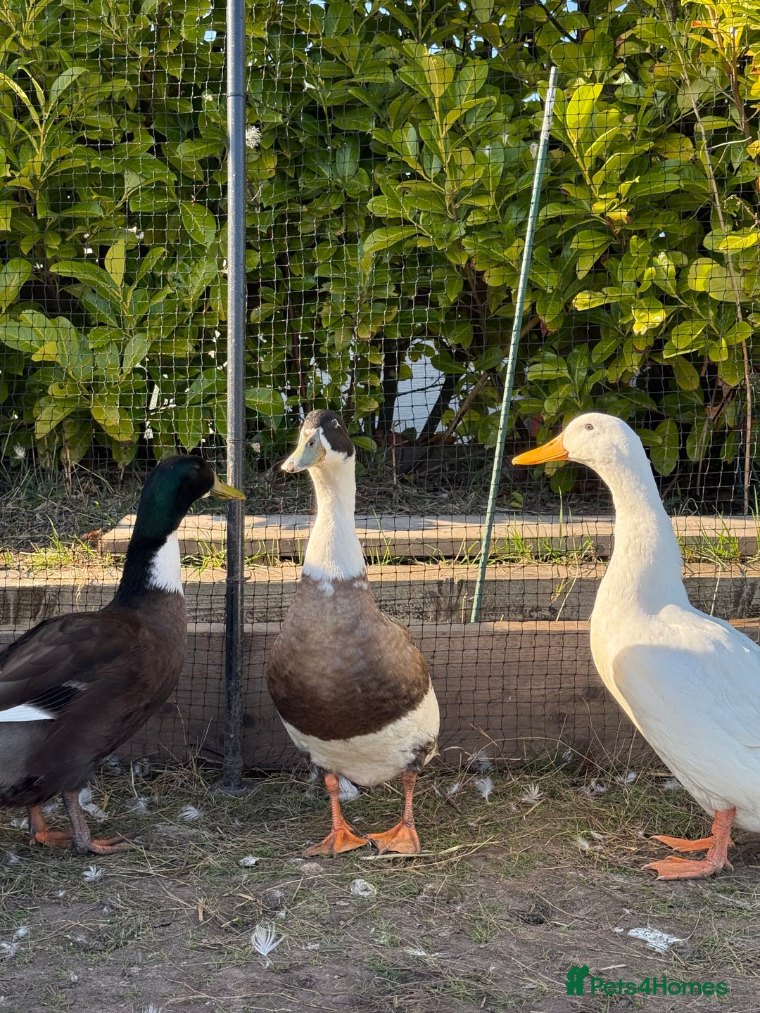 Ducks poultry for sale: 3 Male Ducks  in Ormskirk - Image 3