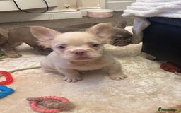 French Bulldog dogs for sale: Kc registered french bulldog puppy’s Isabella  - Image 7