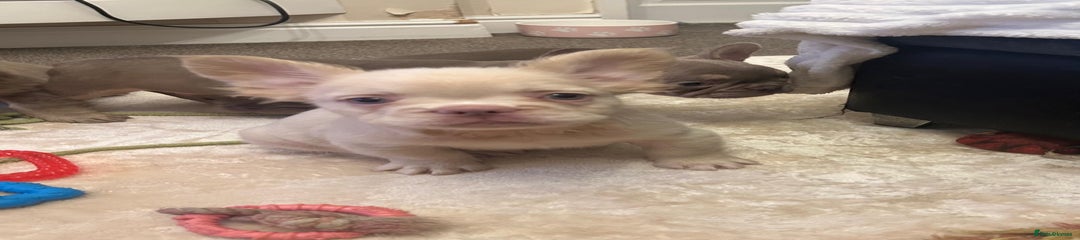 French Bulldog Puppy 5