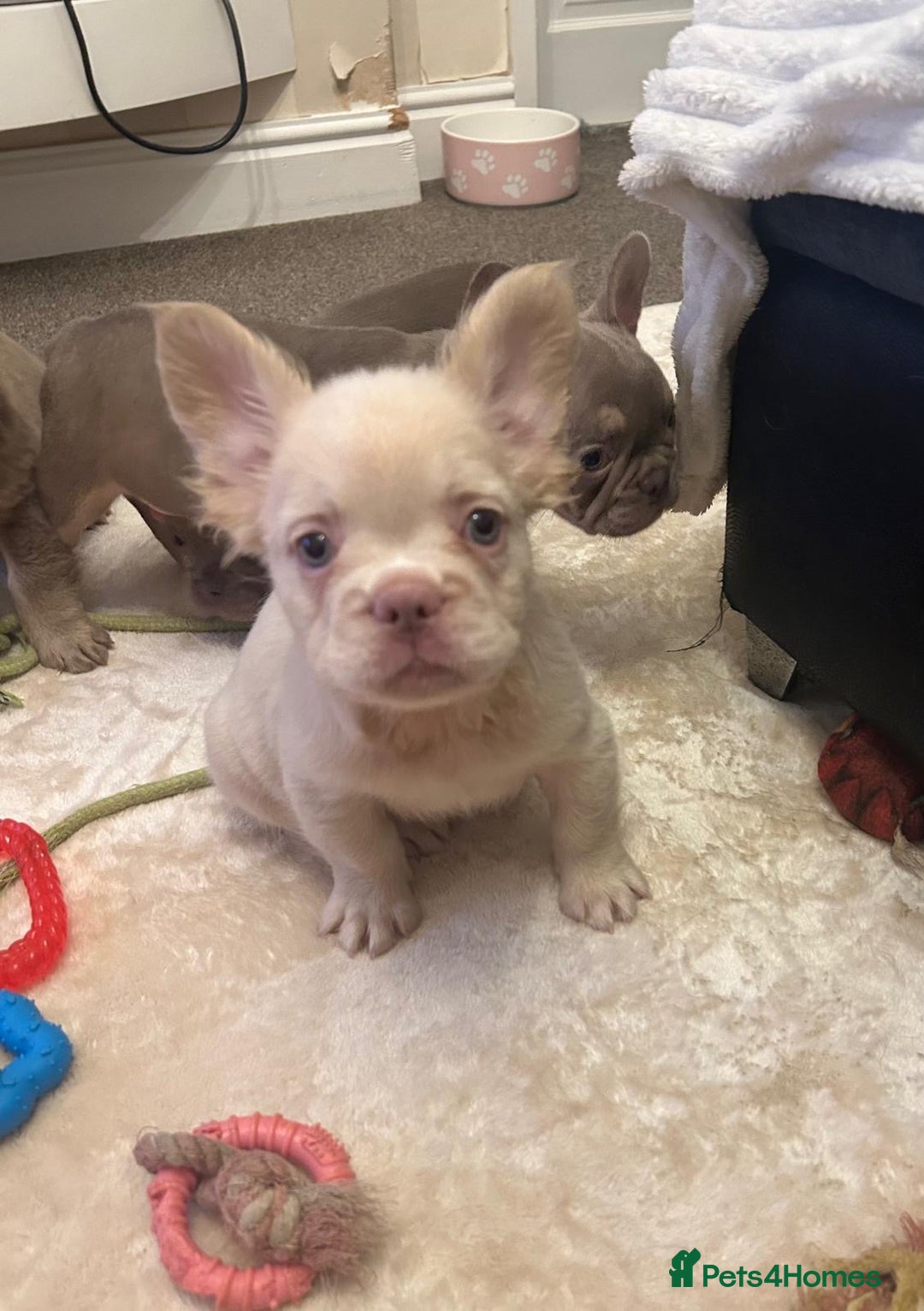 French Bulldog dogs for sale: Kc registered french bulldog puppy’s Isabella  - Image 7