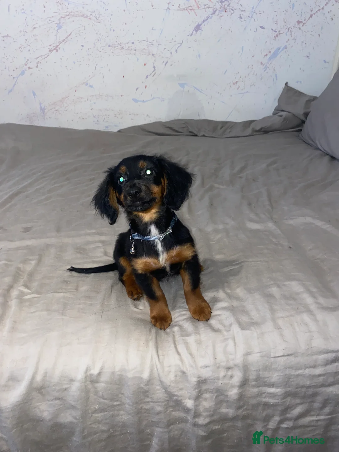Mixed Breed dogs for sale: Sweet litter of pups for sale 2 males , 3 female in Stoke-on-Trent - Advert 3