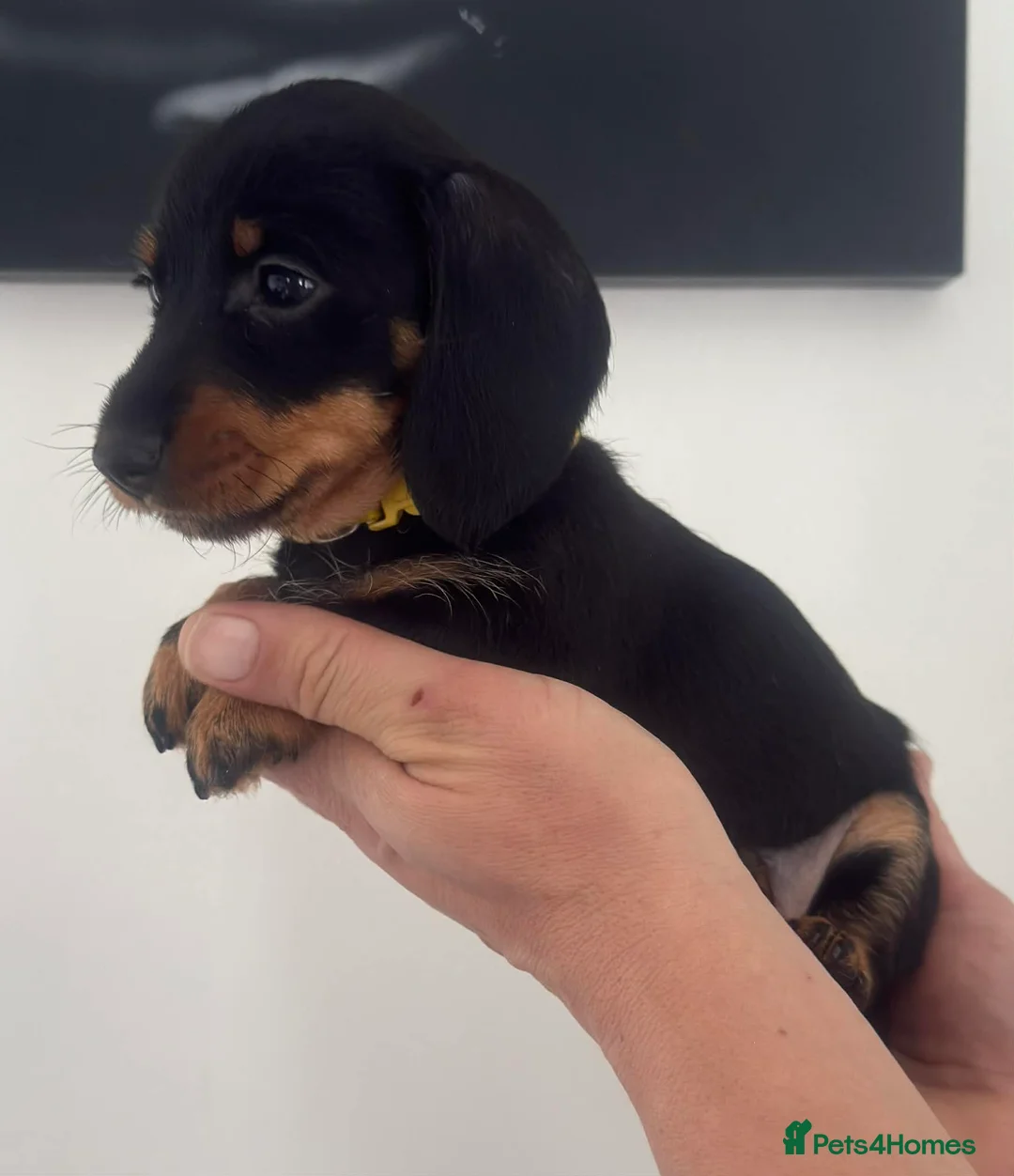 Miniature Dachshund dogs for sale: Miniature dachshunds! - Advert 3