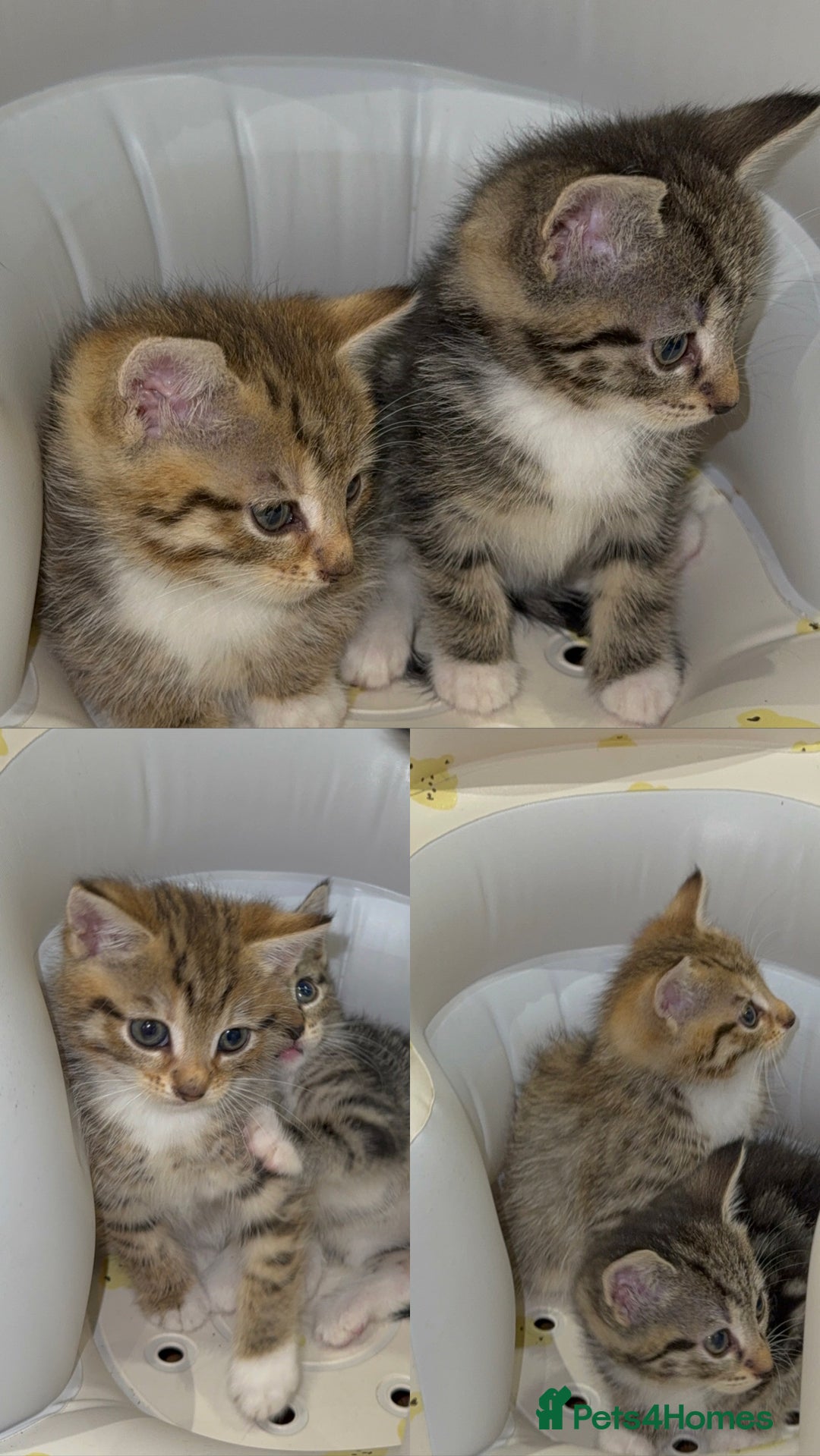 Mixed Breed cats for sale: British Blue Tabby X DSH Kittens For Sale - Image 7