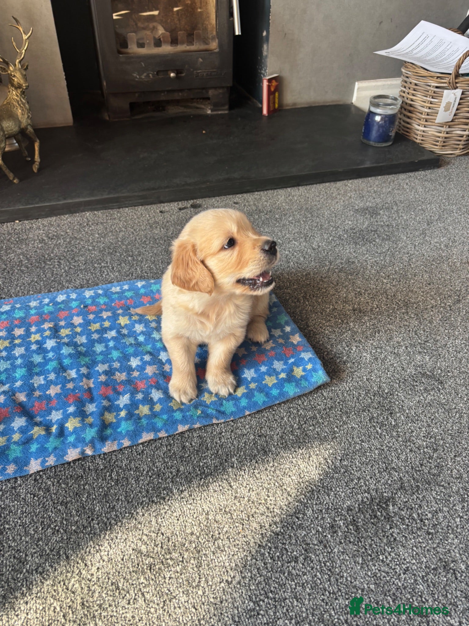 Golden Retriever dogs Gorgeous goldens - Advert 2