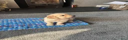 Golden Retriever dogs for sale: Gorgeous goldens - Advert 7