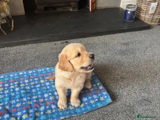 Golden Retriever dogs Gorgeous goldens - Advert 2