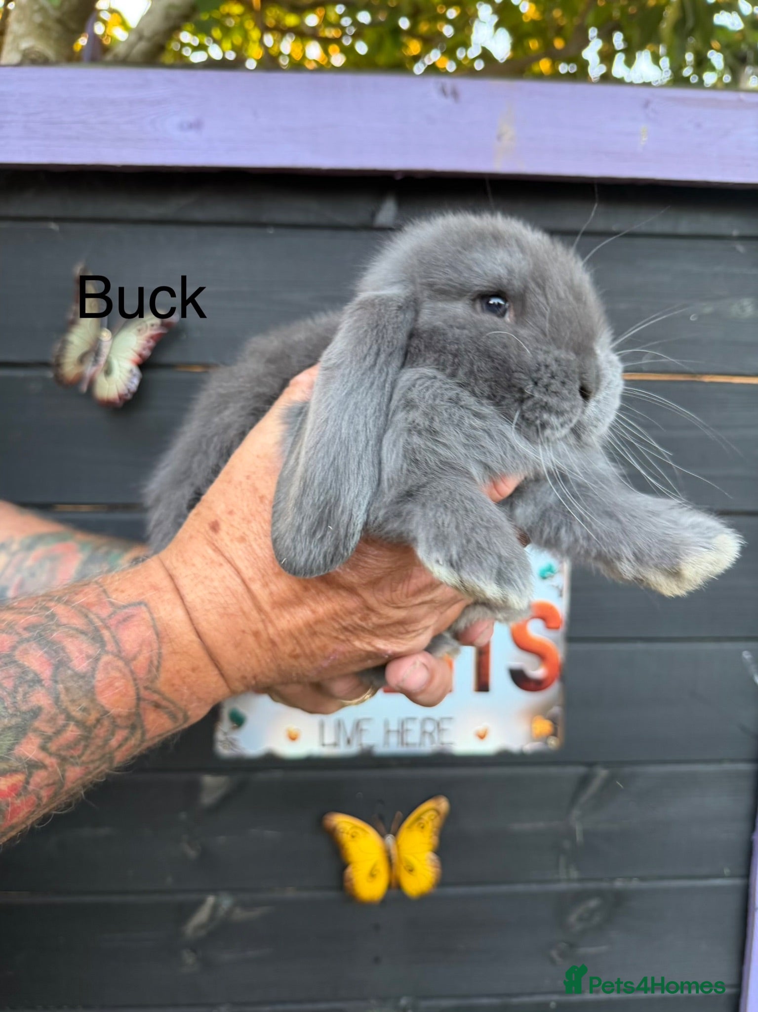 French Lop rabbits French lops  - Advert 14