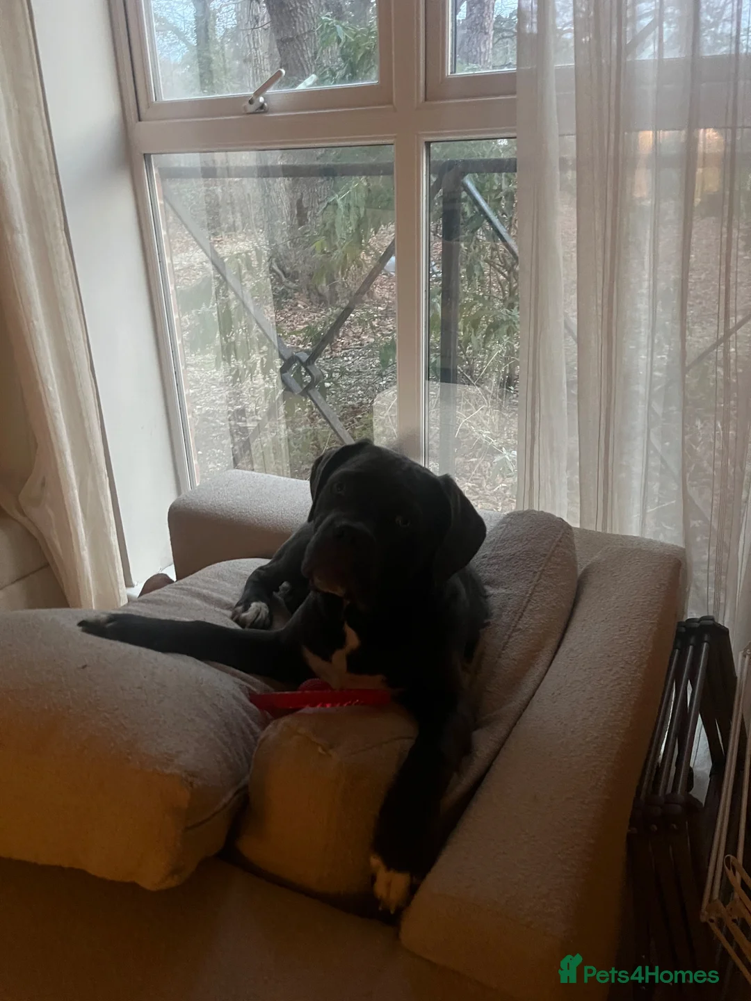 Cane Corso dogs for sale: Beautiful blue cane corso in Southampton - Advert 4