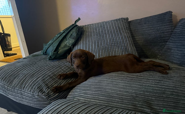 Labrador Retriever dogs 6 Month Old Labrador puppy  - Advert 1