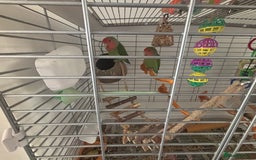 Lovebirds birds for sale: Pair of love birds approx 7-8 months old  - Image 3