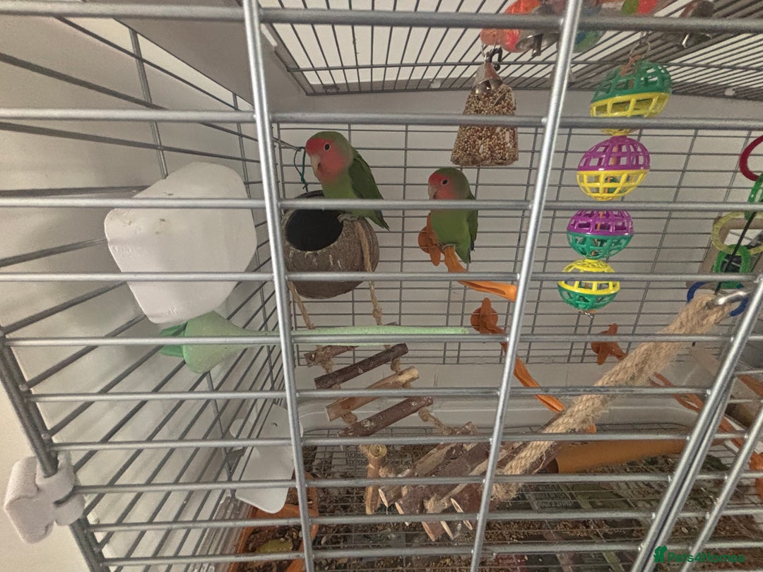Lovebirds birds for sale: Pair of love birds approx 7-8 months old  - Image 3