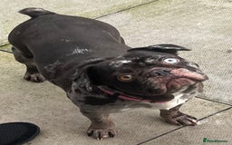 French Bulldog dogs for sale: Beautiful chocolate Merle girl  - Image 3