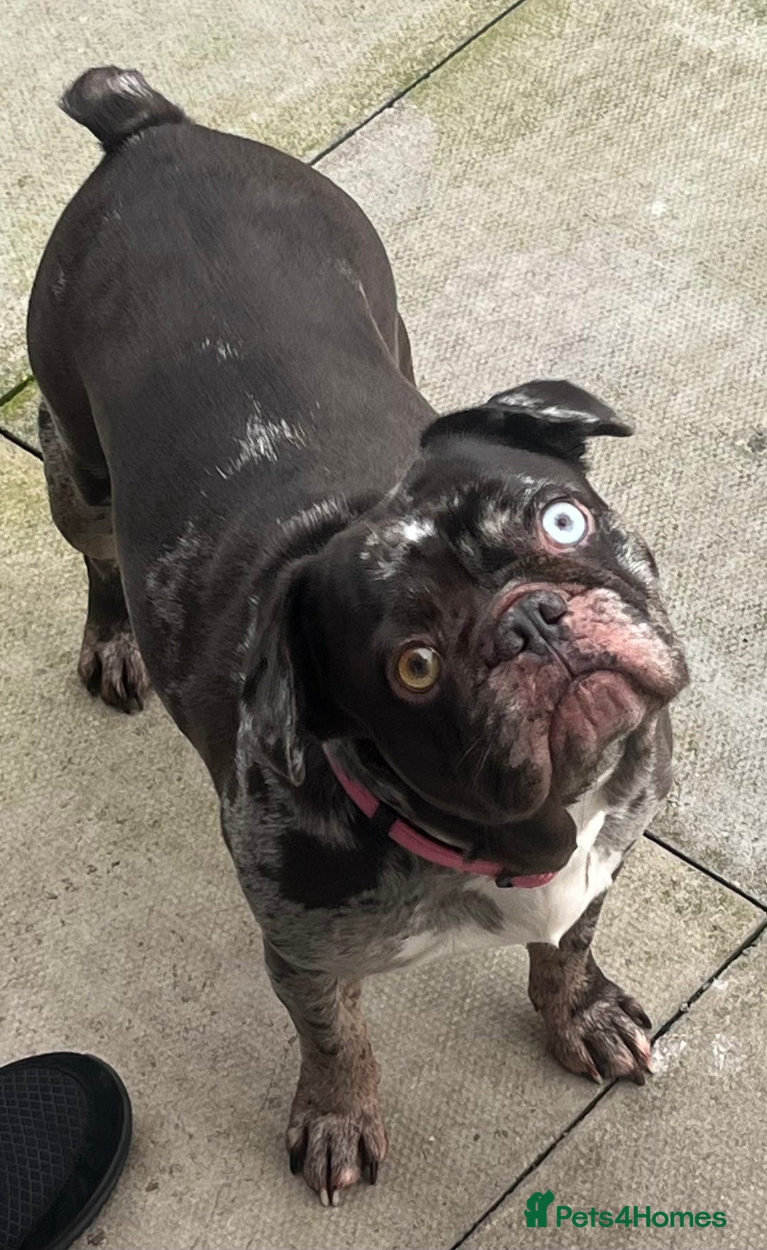 French Bulldog dogs for sale: Beautiful chocolate Merle girl  - Image 3