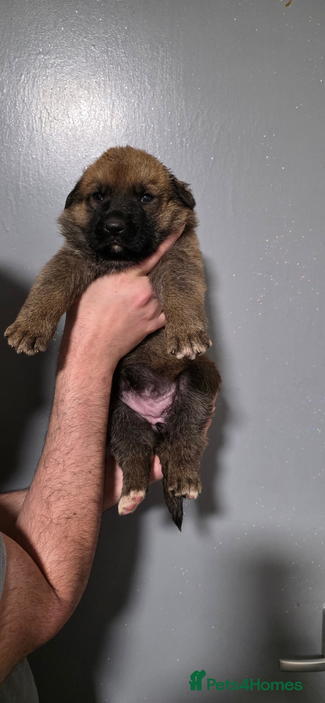 German Shepherd dogs for sale: German Shepherd puppies for sale - Advert 4