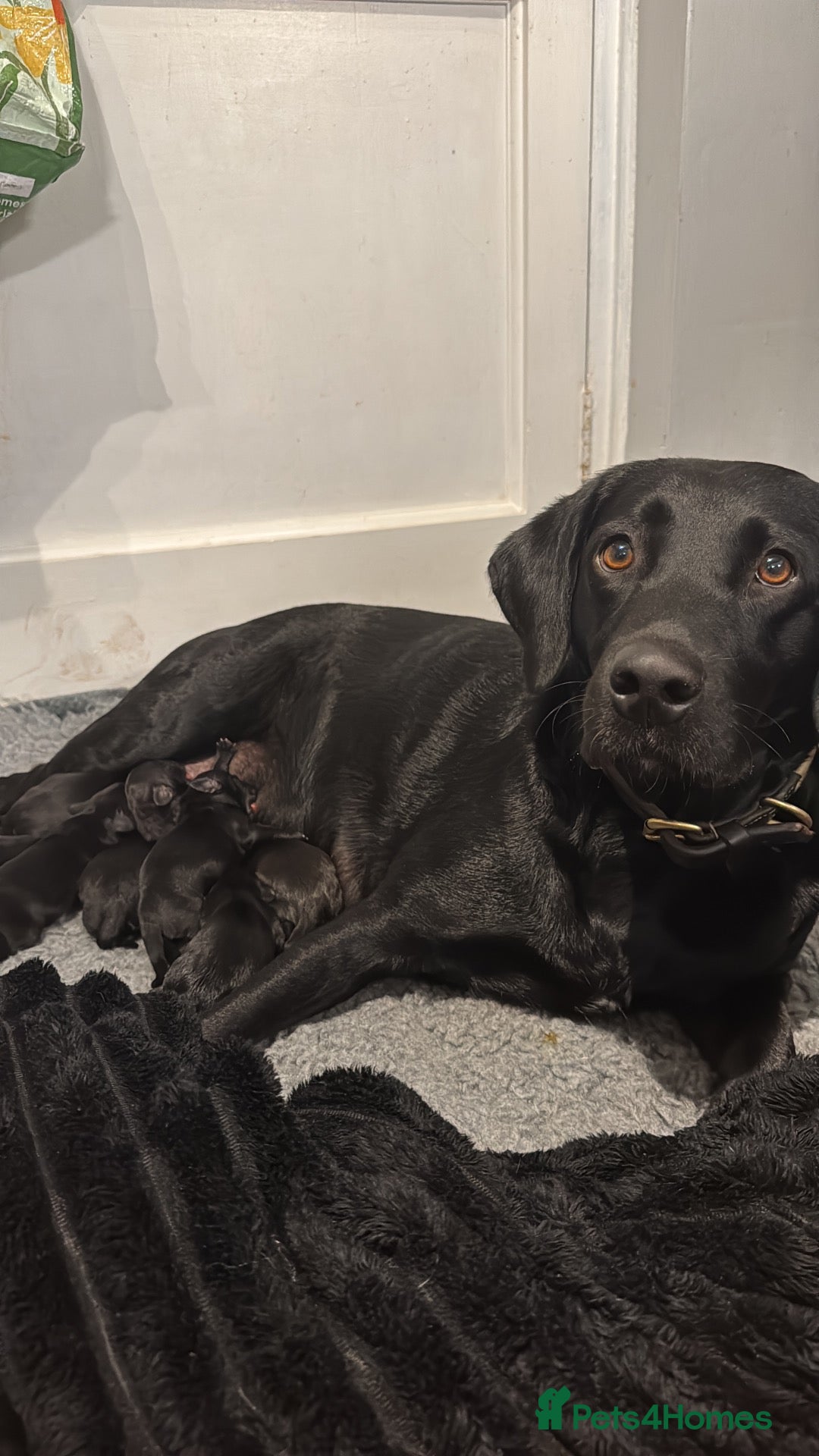 Labrador Retriever dogs Labrador puppies  - Advert 1