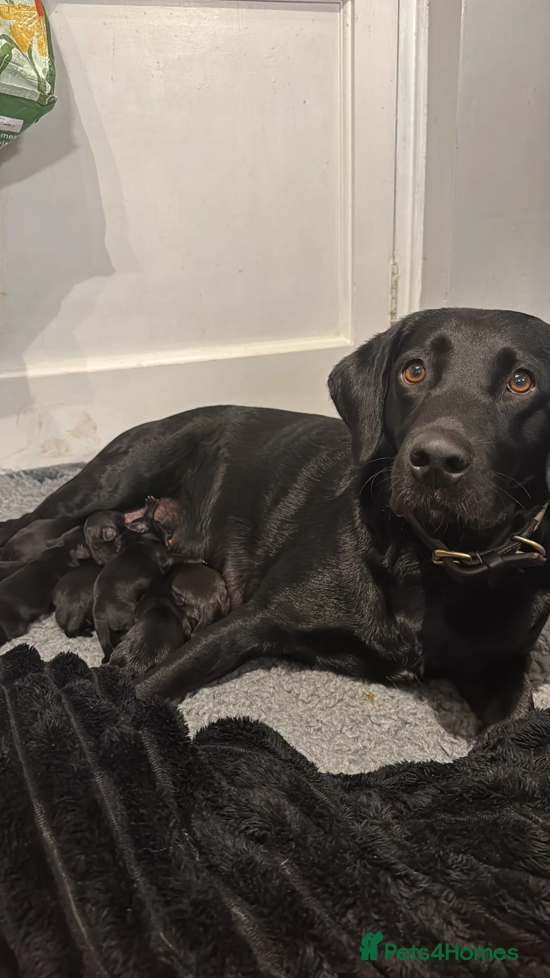 Labrador Retriever dogs for sale: Labrador puppies  in Newmarket - Advert 1