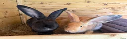 Continental Giant rabbits for sale: Giant rabbits - Advert 7