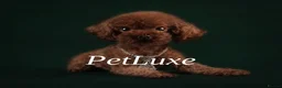 Toy Poodle dogs for sale: Stunning Asian Toy Poodle Puppies – Ready Now 🐾 - Advert 3