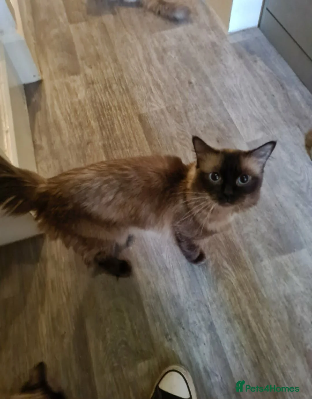 Ragdoll cats for sale: Ragdoll kittens  - Advert 2