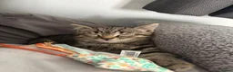 British Shorthair cats for sale: 1 female British shorthair kitten in Benfleet - Advert 1