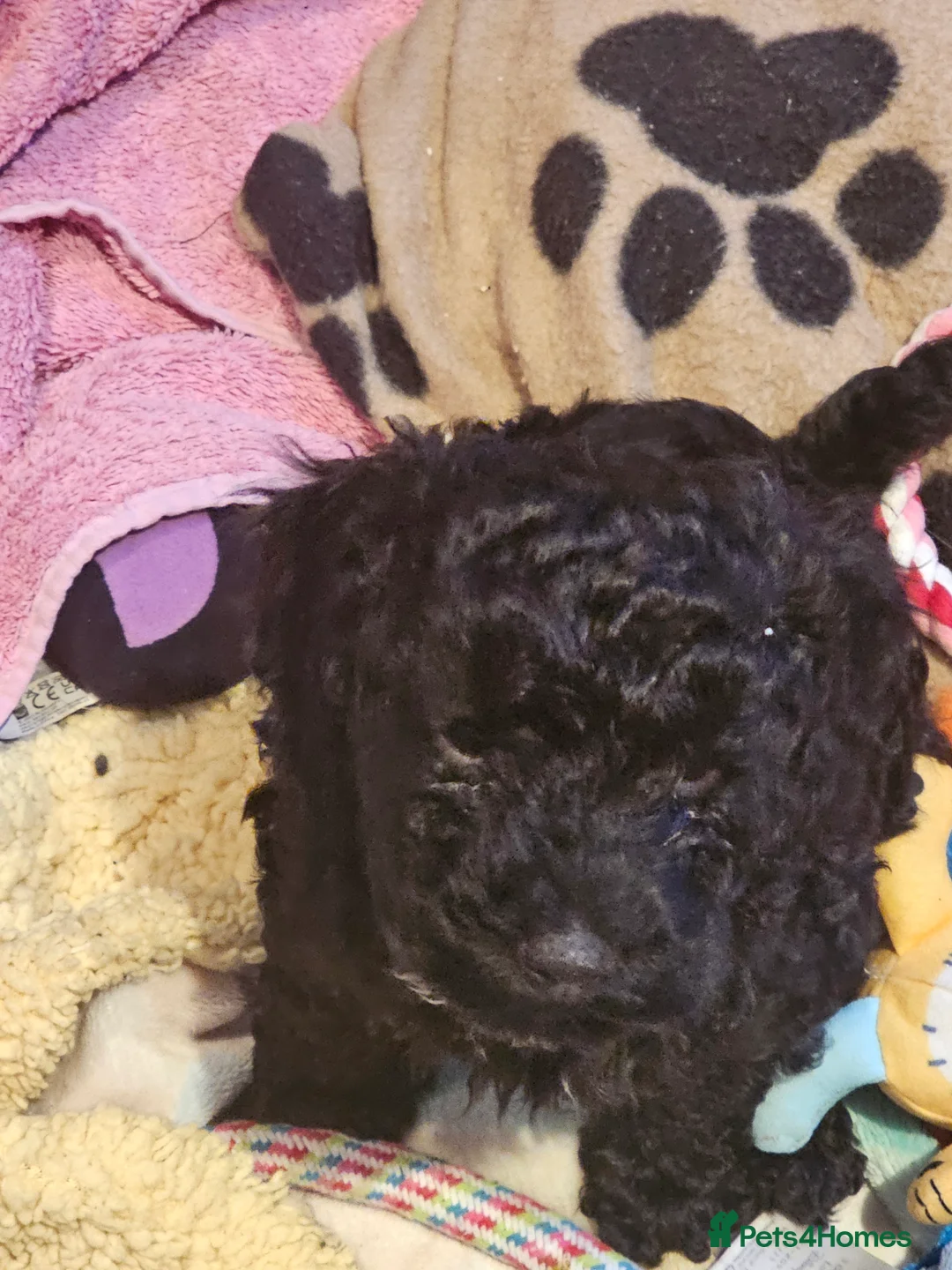 Cockapoo dogs for sale: Cockerpoo F1b Pups for sale (Ready to be rehomed) - Advert 4