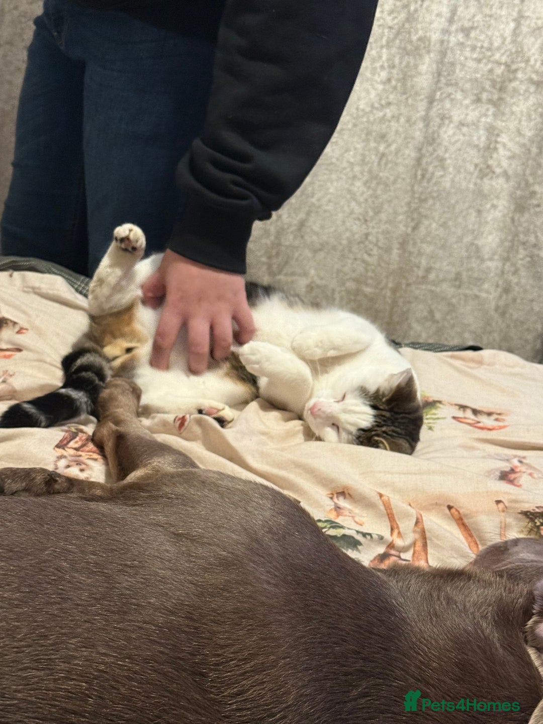 Domestic Shorthair cats for sale: Cats   - Image 2