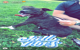 Mixed Breed dogs for sale: Dog free - Image 3