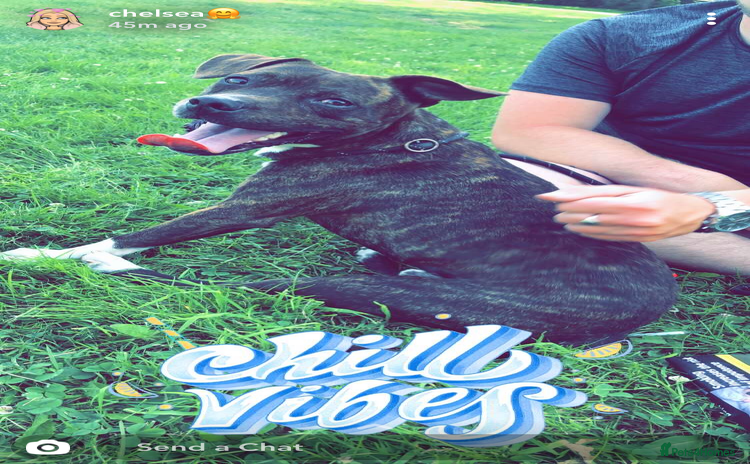 Mixed Breed dogs - Advert 2