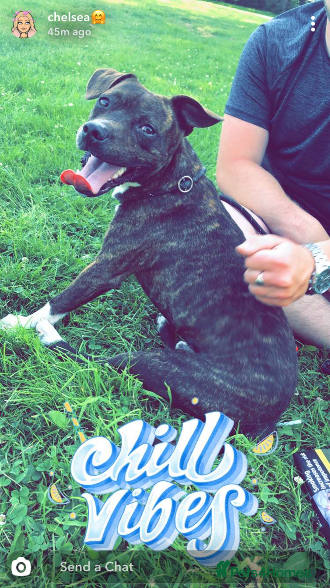 Mixed Breed dogs for sale: Dog free - Image 3