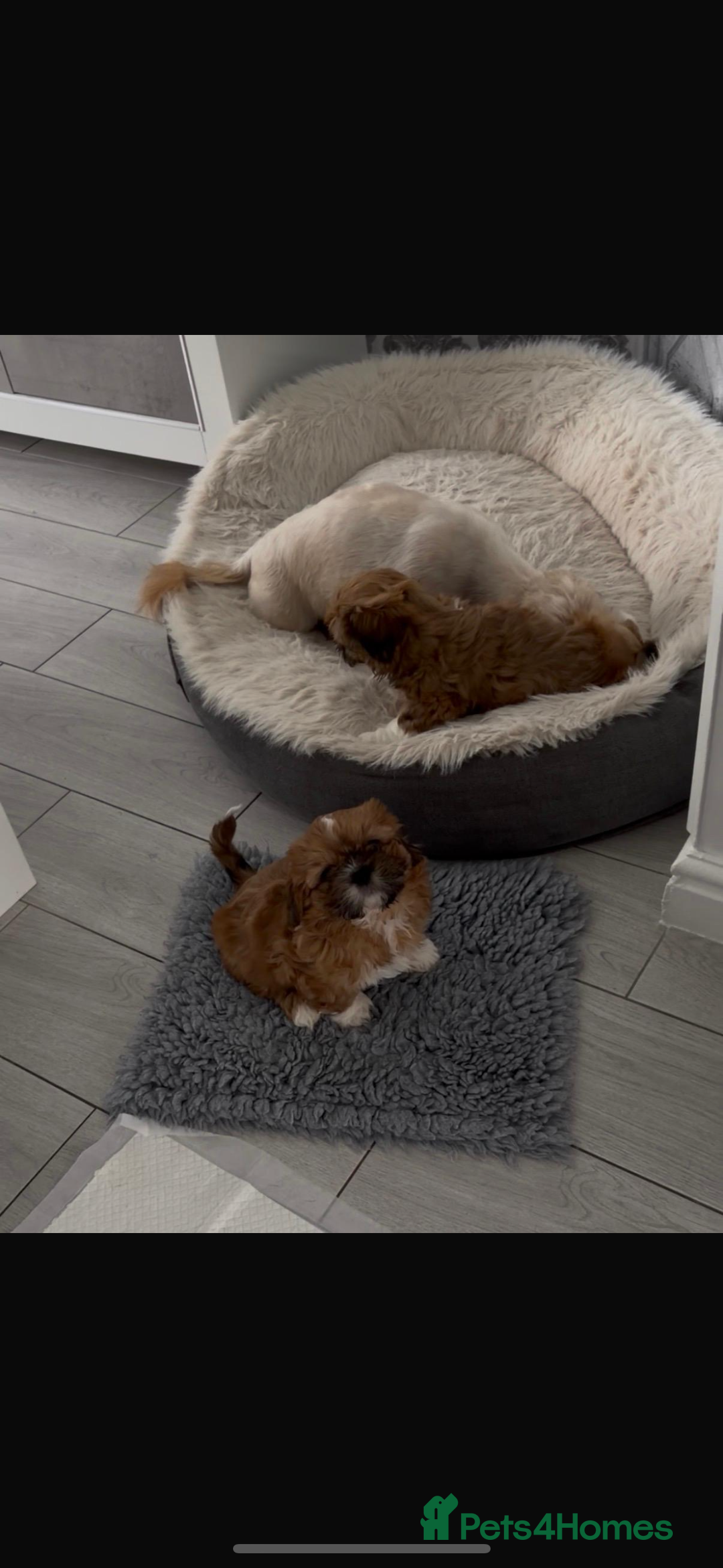 Shih Tzu dogs for sale: Shih tzu pup for sale  - Image 4