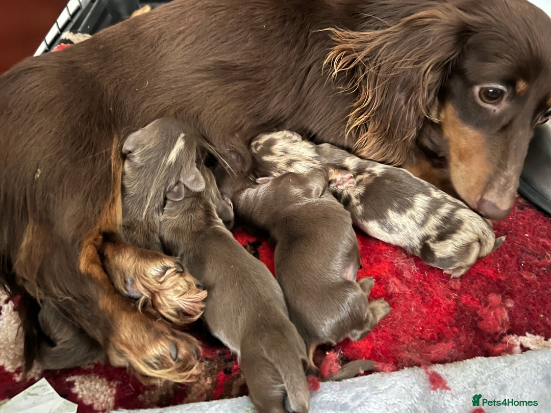 Miniature Dachshund dogs for stud: Long & Short Haired Studs – Mobile Available in Oldham - Advert 11