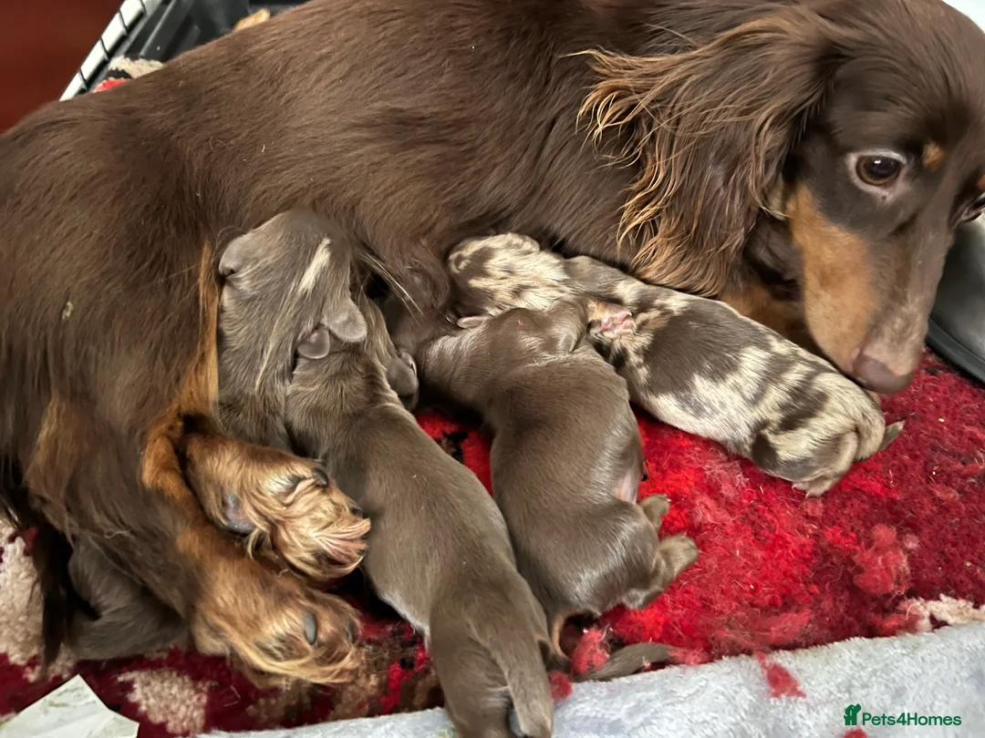 Miniature Dachshund dogs for stud: Long & Short Haired Studs – Mobile Available in Oldham - Advert 8