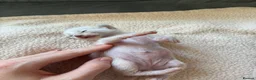 Siamese cats for sale: Siamese Kittens  Perfect  **  Edition in Chester - Advert 2