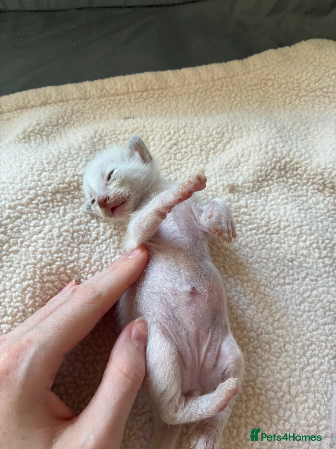 Siamese cats for sale: Siamese Kittens  Perfect  **  Edition in Chester - Advert 2