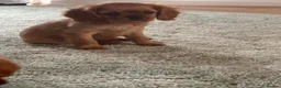 Cavalier King Charles Spaniel dogs for sale: Ruby Cavalier King Charles Spaniel Puppy’s  - Advert 10