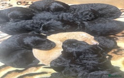 Bernedoodle dogs for sale: Bernedoodle puppies  - Image 13