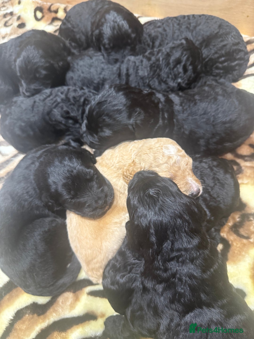 Bernedoodle dogs for sale: Bernedoodle puppies  - Image 13