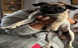 Pug dogs for sale: Pugs for sale  in Middlesbrough - Image 19