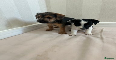 Mixed Breed dogs - Advert 8