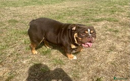 English Bulldog dogs for sale: Chocolate Tri female English bulldog  - Image 6