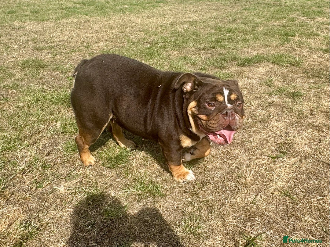English Bulldog dogs for sale: Chocolate Tri female English bulldog  - Image 6