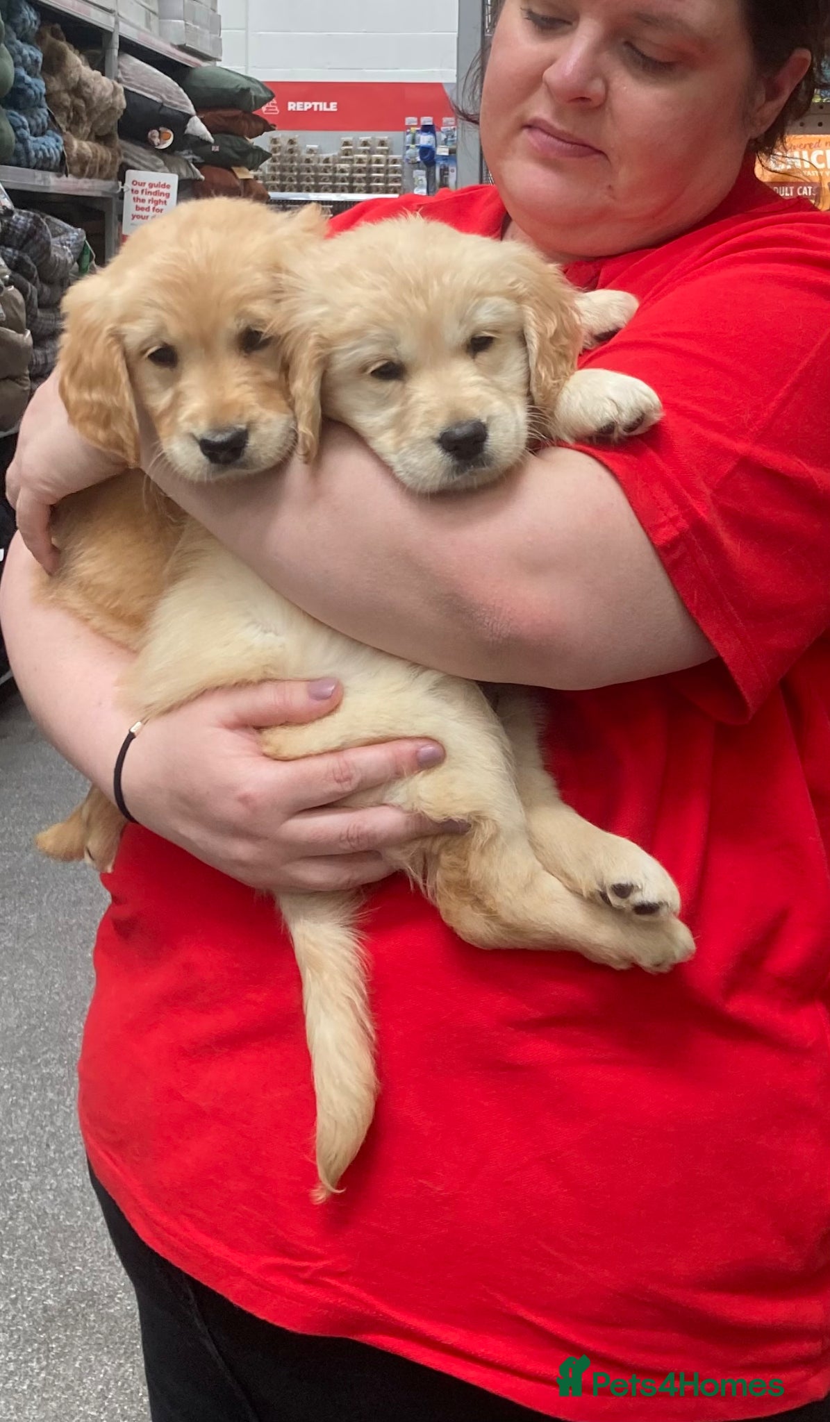 Golden Retriever dogs 🐾ready now gorgeous golden retriever 🐾 - Advert 7