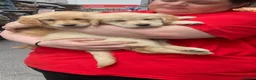 Golden Retriever dogs for sale: Golden retriever  in Romford - Advert 2