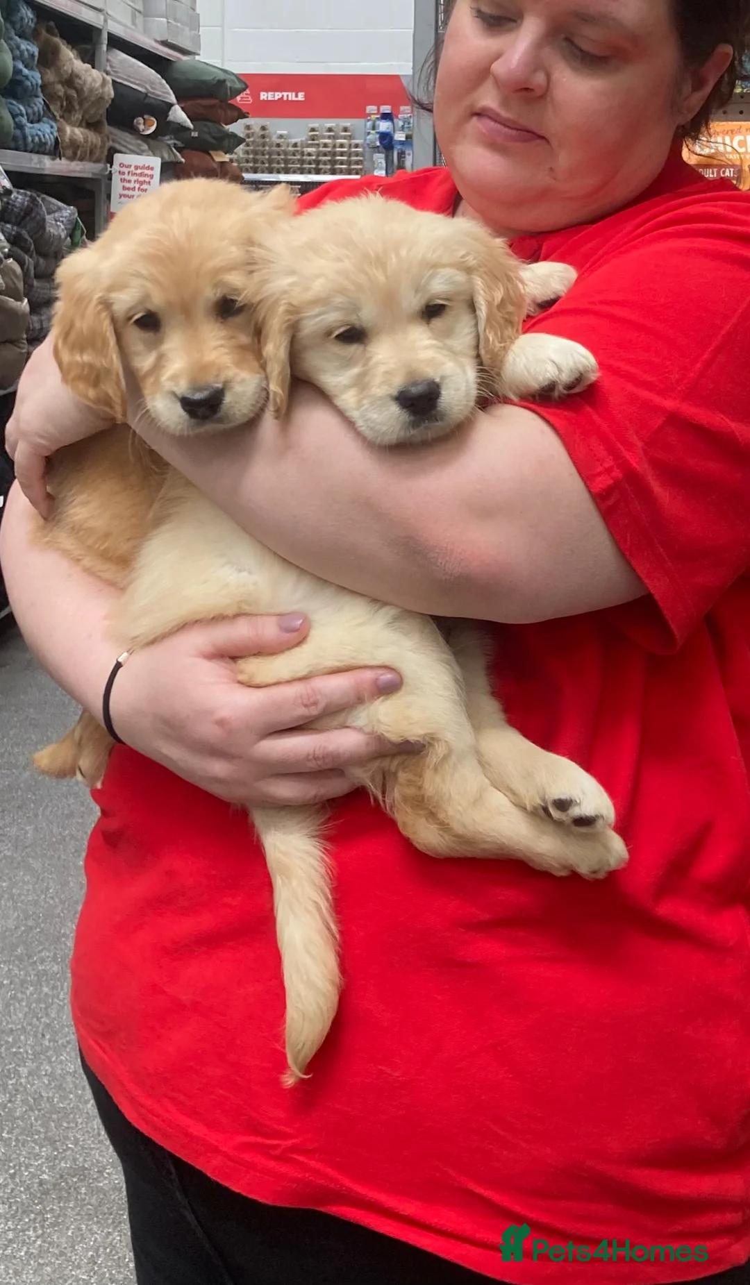 Golden Retriever dogs for sale: Golden retriever  in Romford - Advert 2