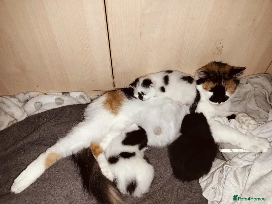 Mixed Breed cats for sale: 3 super friendly girls  - Advert 10