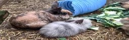 Mini Lion Lop rabbits for sale: Mini lion lops! now ready!!!! £25 each - Advert 3