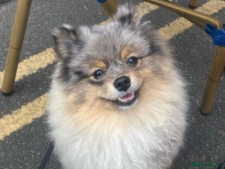 Pomeranian dogs in Liverpool - Advert 36