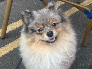 Pomeranian dogs Merle Pomeranian Stud in Liverpool - Advert 2