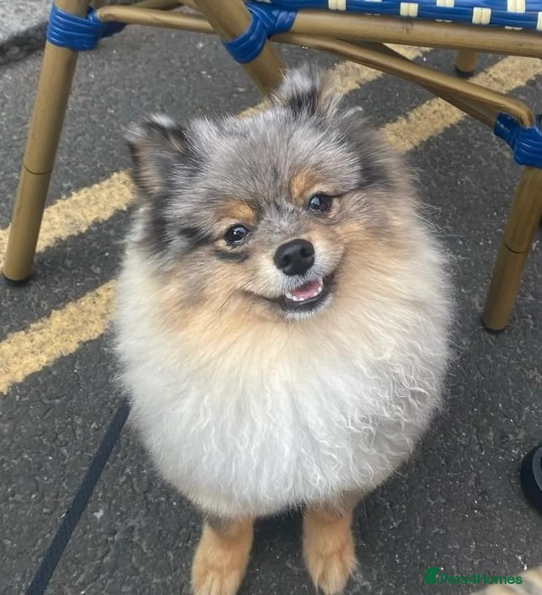 Pomeranian dogs for stud: Merle Pomeranian Stud  in Liverpool - Advert 2